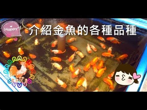 小金魚品種|小型金魚種類指南：你的迷你水族箱必備！ 